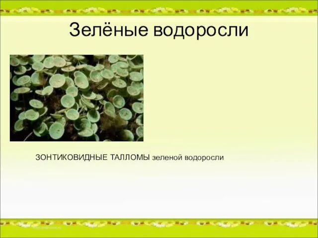 Зелёные водоросли ЗОНТИКОВИДНЫЕ ТАЛЛОМЫ зеленой водоросли