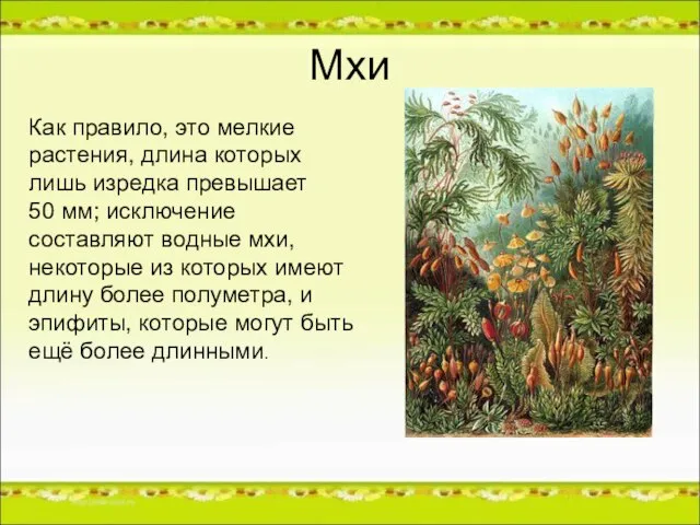 Мхи Как правило, это мелкие растения, длина которых лишь изредка превышает 50