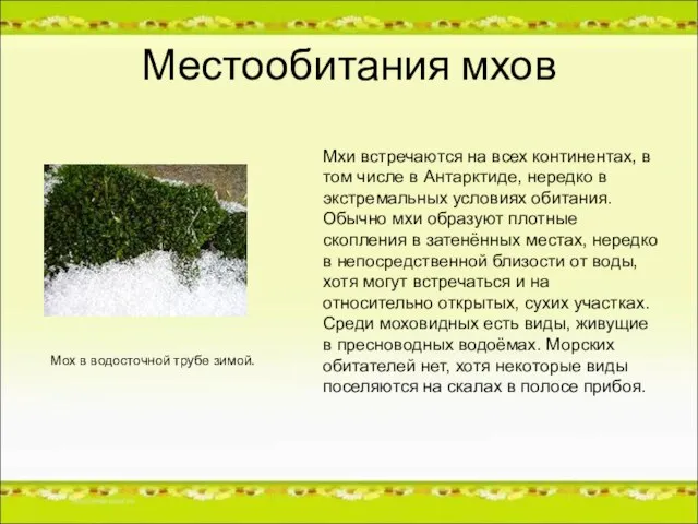 Местообитания мхов Мхи встречаются на всех континентах, в том числе в Антарктиде,