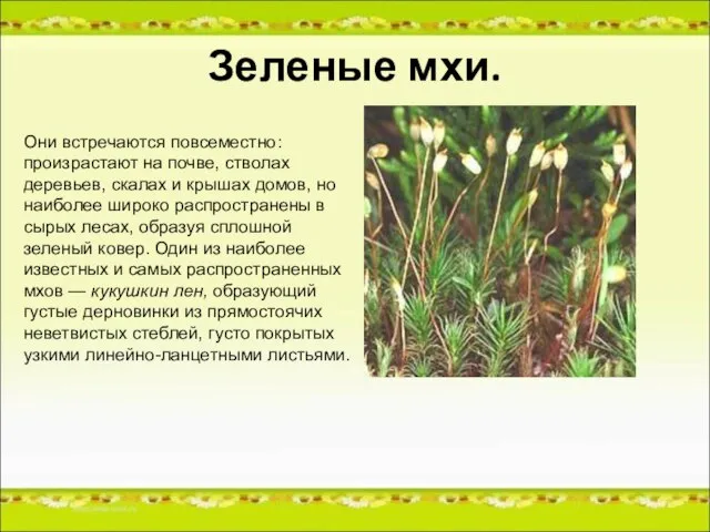 Зеленые мхи. Они встречаются повсеместно: произрастают на почве, стволах деревьев, скалах и