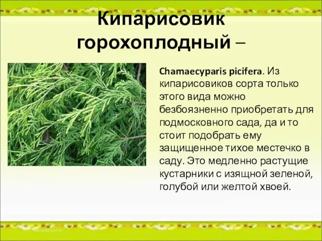 Кипарисовик горохоплодный – Chamaecyparis picifera. Из кипарисовиков сорта только этого вида можно