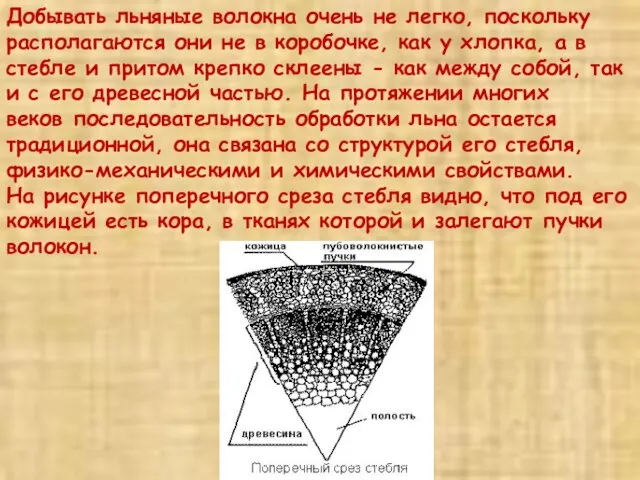 Добывать льняные волокна очень не легко, поскольку располагаются они не в коробочке,