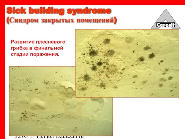 03.12.03 Henkel Bautechnik Развитие плесневого грибка в финальной стадии поражения. Sick building syndrome (Синдром закрытых помещений)