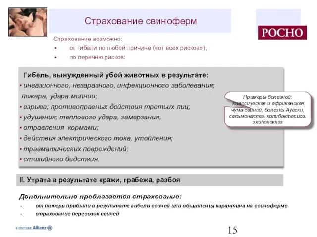 Страхование свиноферм Страхование возможно: от гибели по любой причине («от всех рисков»),