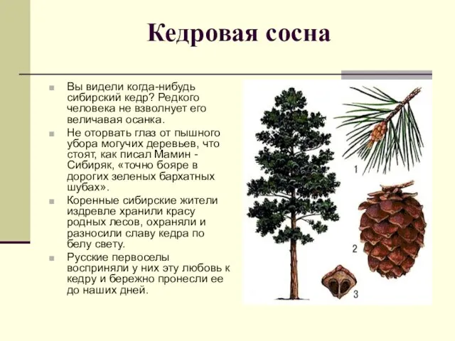 Кедровая сосна Вы видели когда-нибудь сибирский кедр? Редкого человека не взволнует его