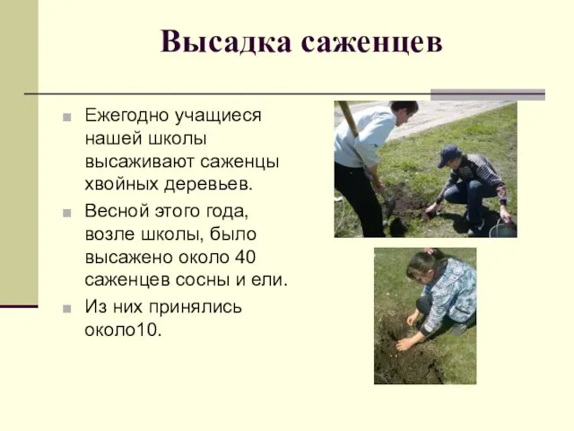 Высадка саженцев Ежегодно учащиеся нашей школы высаживают саженцы хвойных деревьев. Весной этого