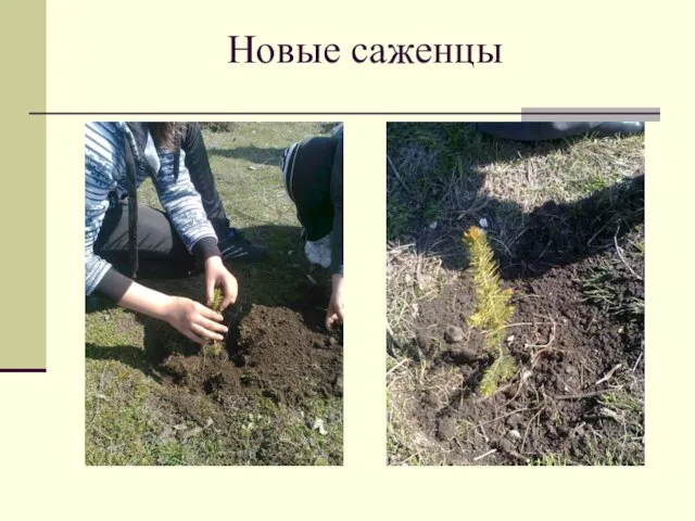 Новые саженцы