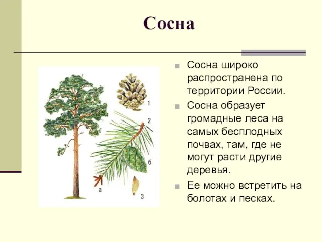 Сосна Сосна широко распространена по территории России. Сосна образует громадные леса на