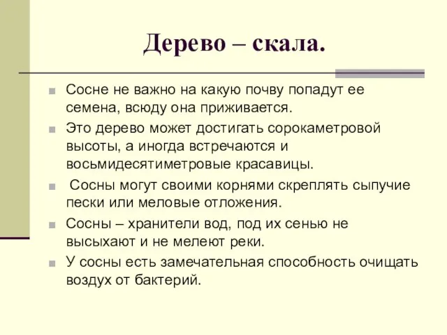 Дерево – скала. Сосне не важно на какую почву попадут ее семена,