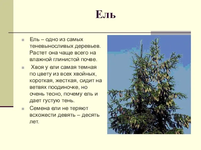 Ель Ель – одно из самых теневыносливых деревьев. Растет она чаще всего