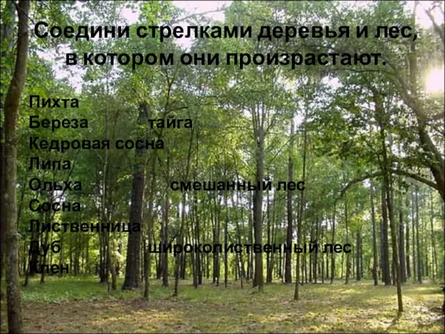 Соедини стрелками деревья и лес, в котором они произрастают. Пихта Береза тайга