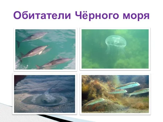 Обитатели Чёрного моря