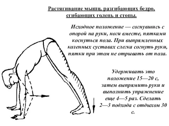 Растягивание мышц, разгибающих бедро, сгибающих голень и стопы. Исходное положение — согнувшись