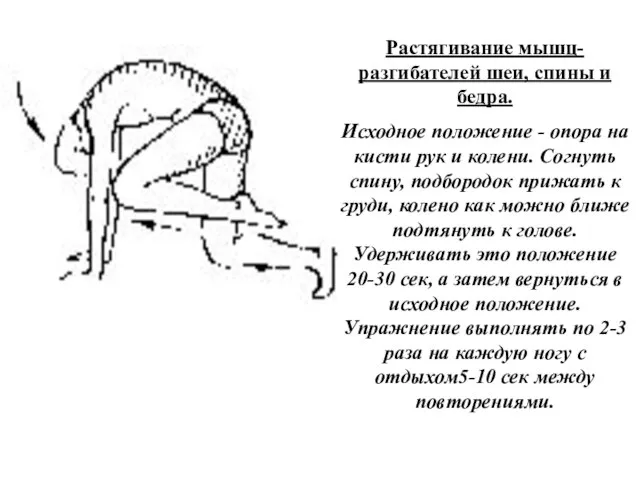 Растягивание мышц-разгибателей шеи, спины и бедра. Исходное положение - опора на кисти