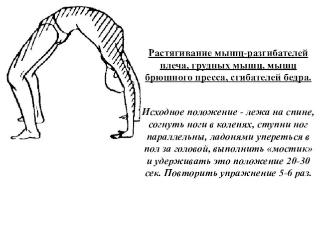 Растягивание мышц-разгибателей плеча, грудных мышц, мышц брюшного пресса, сгибателей бедра. Исходное положение