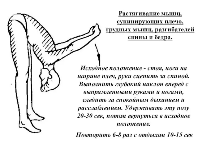 Растягивание мышц, супинирующих плечо, грудных мышц, разгибателей спины и бедра. Исходное положение