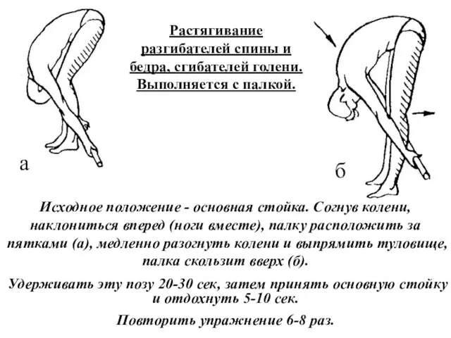 а б Растягивание разгибателей спины и бедра, сгибателей голени. Выполняется с палкой.