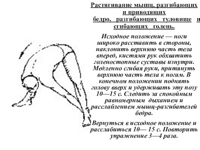 Растягивание мышц, разгибающих и приводящих бедро, разгибающих туловище и сгибающих голень. Исходное