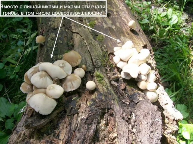 Вместе с лишайниками и мхами отмечали грибы, в том числе древоразрушающие