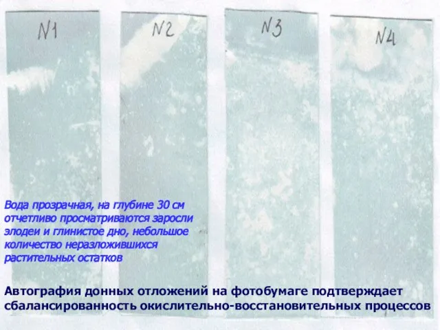 Автография донных отложений на фотобумаге подтверждает сбалансированность окислительно-восстановительных процессов Вода прозрачная, на