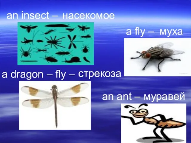 an insect – насекомое a fly – муха an ant – муравей