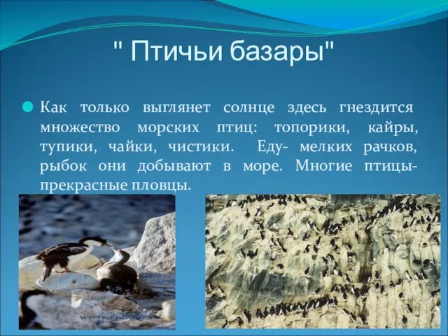 " Птичьи базары" Как только выглянет солнце здесь гнездится множество морских птиц: