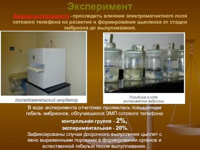 Эксперимент Задача эксперимента - проследить влияние электромагнитного поля сотового телефона на развитие