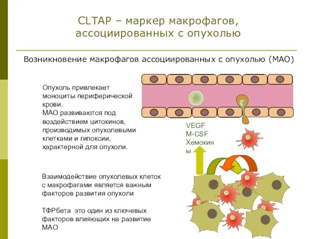 Возникновение макрофагов ассоциированных с опухолью (МАО) CLTAP – маркер макрофагов, ассоциированных с опухолью