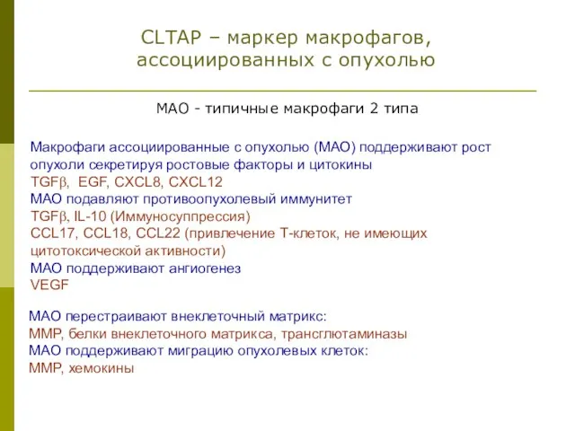 Макрофаги ассоциированные с опухолью (МАО) поддерживают рост опухоли секретируя ростовые факторы и