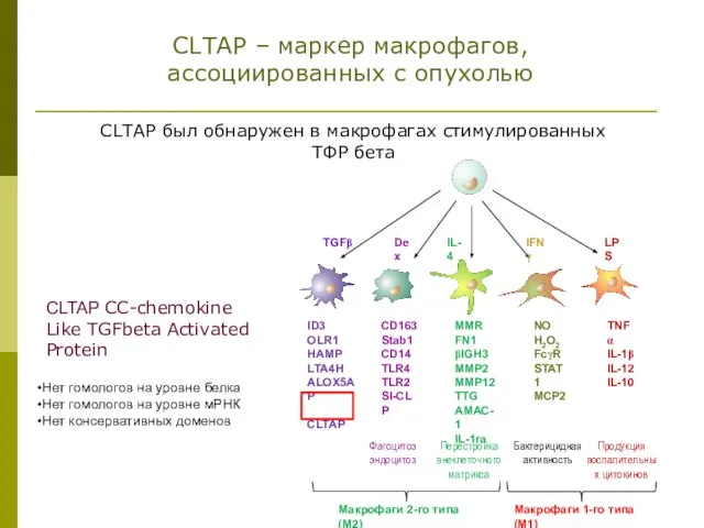 CLTAP был обнаружен в макрофагах стимулированных ТФР бета CLTAP CC-chemokine Like TGFbeta