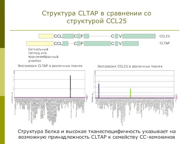 Структура CLTAP в сравнении со структурой CCL25 Сигнальный пептид или трансмембранный участок