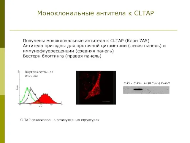 Моноклональные антитела к CLTAP Получены моноклональные антитела к CLTAP (Клон 7A5) Антитела