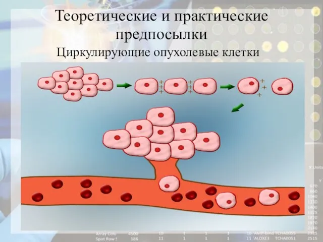 Теоретические и практические предпосылки Циркулирующие опухолевые клетки