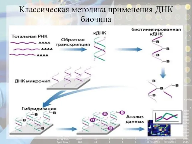 Классическая методика применения ДНК биочипа