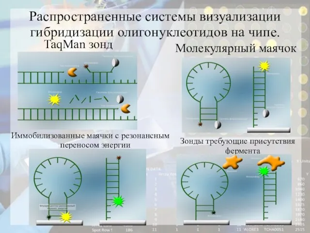 Распространенные системы визуализации гибридизации олигонуклеотидов на чипе. TaqMan зонд Молекулярный маячок Зонды