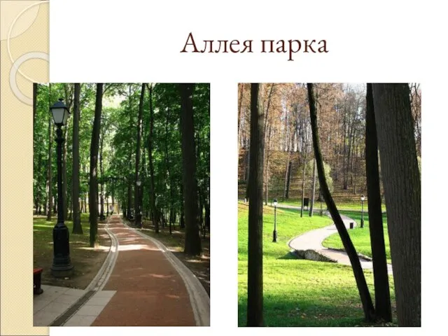 Аллея парка