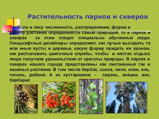 Растительность парков и скверов Если в лесу численность, распределение, форма и размер