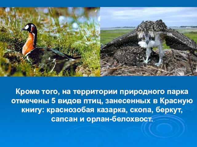 Кроме того, на территории природного парка отмечены 5 видов птиц, занесенных в