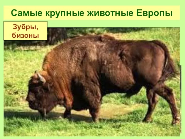 Самые крупные животные Европы Зубры, бизоны