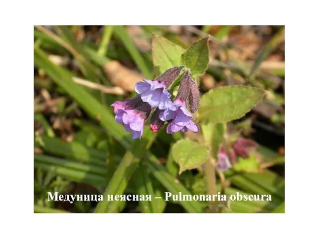 Медуница неясная – Pulmonaria obscura