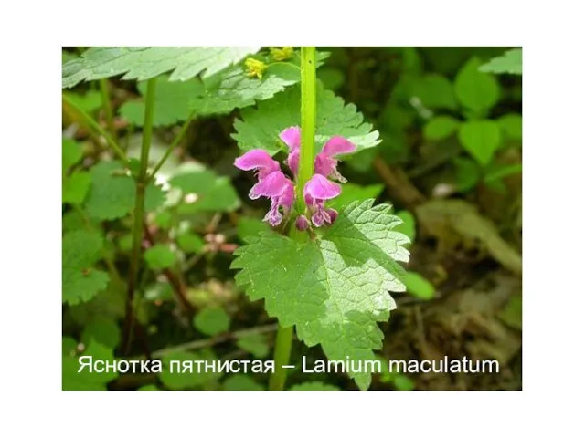 Яснотка пятнистая – Lamium maculatum