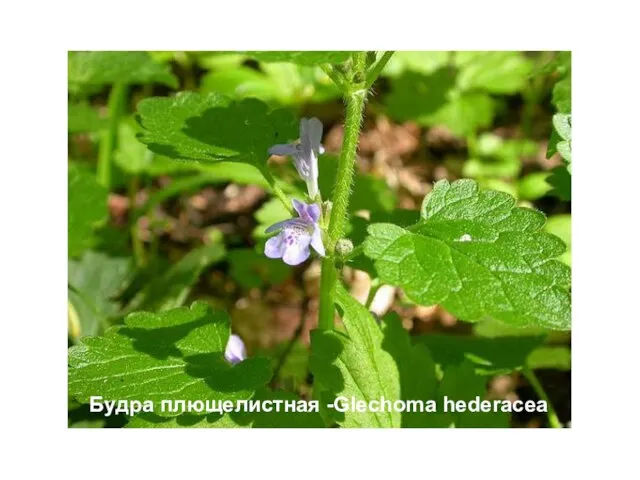 Будра плющелистная -Glechoma hederacea