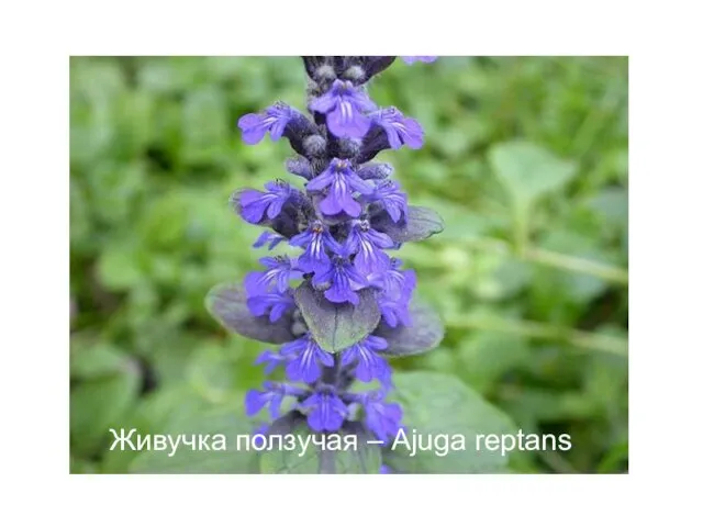 Живучка ползучая – Ajuga reptans