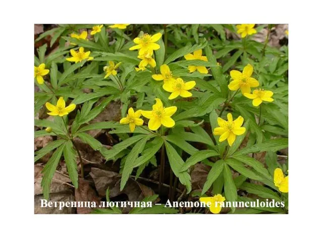 Ветреница лютичная – Anemone ranunculoides