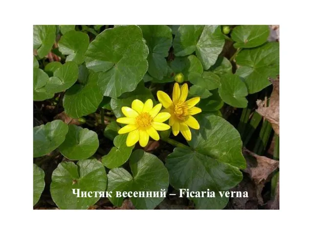 Чистяк весенний – Ficaria verna