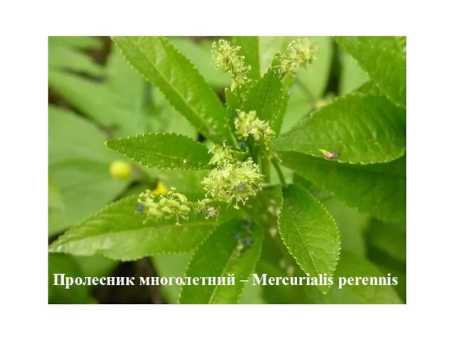 Пролесник многолетний – Mercurialis perennis