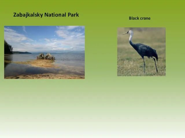 Zabajkalsky National Park Black crane