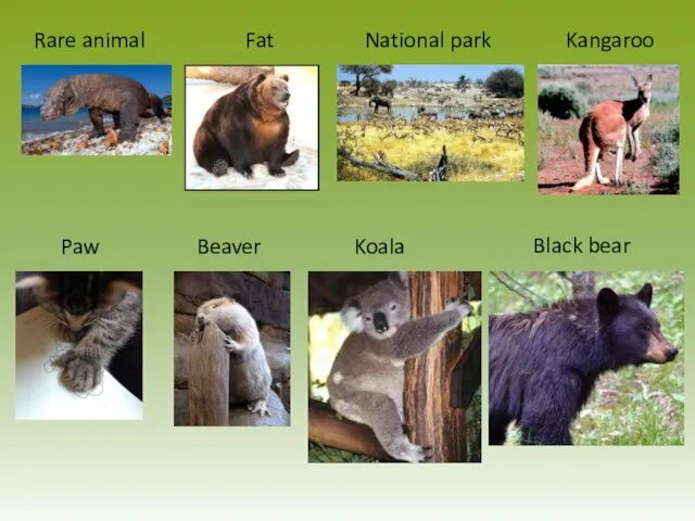 Rare animal Fat National park Kangaroo Paw Beaver Koala Black bear