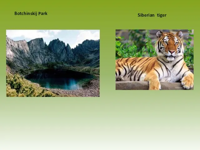 Botchinskij Park Siberian tiger