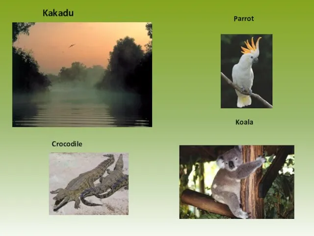 Kakadu Parrot Koala Crocodile